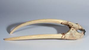 Picked 737 times in the last 8 days and has a winrate of 45.2% it's mostly played by redpanda (9), rr (3), gh (2), mooz (2), demon (1). This Walrus Tusk Trinket May Shed Light On The Early Days Of Viking Trading Science Aaas