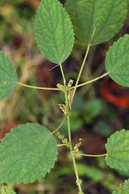 Image result for Barleria boehmii