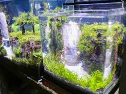 Jika salah pilih maka anda akan merasa kurang puas akan pelayanannya. Pusat Promosi Dan Pemasaran Ikan Hias Di Jalan Sumenep Beritajakarta Id