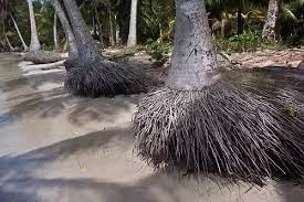 How Are Palm Tree Roots Structured Quora
