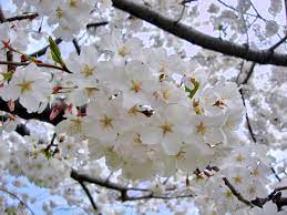 These 4 are the best cherry trees to grow in the southern climate and soil. Looking Beyond The Beloved Yoshino Cherry Tree Ap Fredericknewspost Com