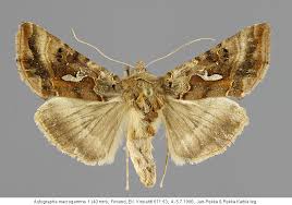 Image result for Autographa macrogamma