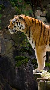 Get the best tiger wallpaper desktop on wallpaperset. Tiger Phone Wallpapers Wallpaper Cave
