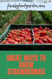 Best Way To Grow Strawberries In Containers 2021 Family Food Garden Food Garden Healthy Fruits And Vegetables Strawberries In Containers