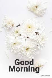 We have carefully chosen and crafted the best good morning quotes, texts, wishes & messages for friends and loved ones and collected them here for you. 35 Best Good Morning Flowers Images Tailpic