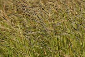 Image result for Heteropogon contortus