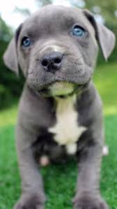 We did not find results for: Blue Nose Pitbull Puppies For Sale Blue Nose Pitbull Breeders Baby Pitbulls For Sale