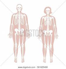 Obese Woman Man Vector Photo Free Trial Bigstock Anatomy of the face for artists: obese woman man vector photo free