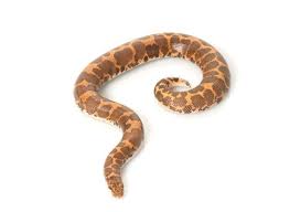 Egyptian Sand Boa Eryx C Loveridgei Pet Snake Snakes For Sale Egyptian
