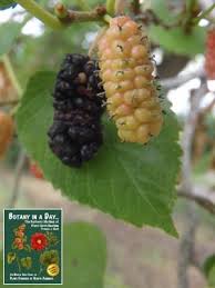 Image result for Moraceae