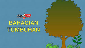 4.1 menganalisis tumbuhan dan bahagian tumbuhan 4.3 menghargai pelbagai. Sains Tahun 1 Bahagian Tumbuhan Cikgootube Cikguzoul Youtube