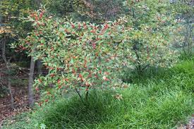 Winterberry Holly Ilex Verticillata Revolutionary Gardens