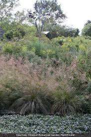 Image result for Sporobolus