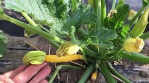 There she is, open and awaiting pollen from a nearby male flower! How To Tell A Male And Female Blossom Apart On The Squash Plant Youtube