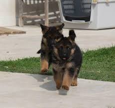 If you are looking to adopt or buy a gsd, german shepherd anywhere in the usa or canada alabama california florida georgia idaho illinois indiana kentucky louisiana michigan mississippi missouri new york. German Shepherd Puppies For Sale In Antioch Ca Gallery