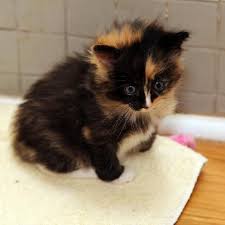 Calico Cats Google Search Calico Cat Cats Kittens
