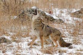 Bwaaahahahahaha Coyote Canis Latrans Coyote Animal Coyote Hunting Predator Hunting