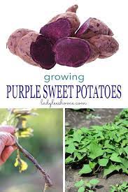 Growing Purple Sweet Potato Is Easy Let Me Share With You Everything You Need To Know About Gr Purple Sweet Potatoes Growing Sweet Potatoes Sweet Potato Plant