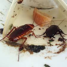 The female smokybrown cockroach places the substantial darker eggs in a harborage. Periplaneta Hashtag On Twitter