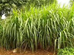 Tips menanam rumput gajah mini agar sukses. Cara Menanam Rumput Gajah Yang Baik Supaya Cepat Lebat Banyak Toko Tanaman