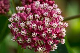 The official state flower of illinois the the violet. Twelve Native Milkweeds For Monarchs The National Wildlife Federation Blog The National Wildlife Federation Blog