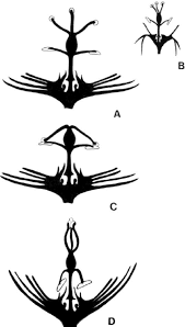 Nuts will fall from the tree when ripe. Styles Movements Throughout Anthesis A B Stage 1 C Stage 2 D Download Scientific Diagram