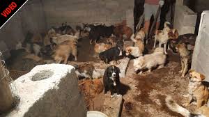 Chinese woman kill goat please subscribe to my channel help me reach 100 subscribers share this video. Chinese Woman Killing A Goat Inside Gadhimai The World S Biggest Ritual Slaughter Cnn A Woman Slaughtering An Animal Ø¹ÙˆØ±Øª Ø¬Ø§Ù†ÙˆØ± Ø°Ø¨Ø­ Ú©Ø±ØªÛ' ÛÙˆØ¦Û' Decoracion De Unas