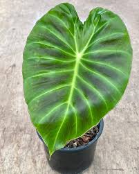 Image result for Remusatia