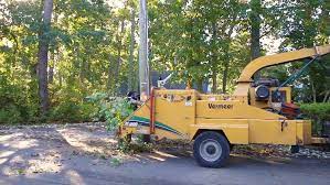 Peterson trees is opening monday, november 23rd at 4 pm! Ocean Monmouth County Tree Service Ben Bivins Tree Experts