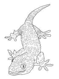 We did not find results for: Tokay Gecko Coloring Page Free Printable Coloring Pages Lizard Coloring Pages Animal Coloring Pages Animal Coloring Page