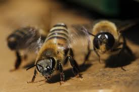 Swarm Of Thousands Of Angry Bees Attacks Couple, Kills Their Horses, In  Texas | IBTimes