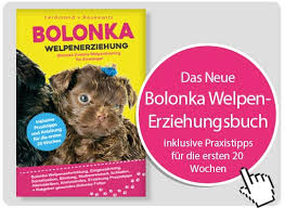 Geschlechtsreif werden sie mit ca. Bolonka Zwetna Laufigkeit Und Scheintrachtigkeit