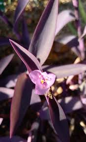 Image result for Tradescantia pallida