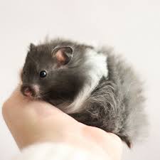 Black And White Syrian Hamster For Sale Panda Cute Hamsters Syrian Hamster Baby Animals Funny