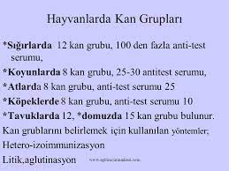 kan gruplari