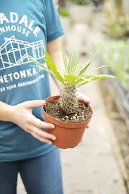 Image result for Dichapetalum madagascariense