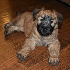 We are not breeders, since it is not a business for us. Soft Coated Wheaten Terrier Dogs In Canada Canadogs