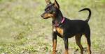 Miniature Pinscher - Wikipedia