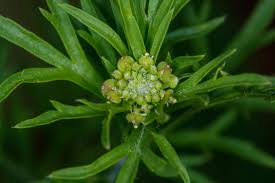 Image result for Lepidium bonariense