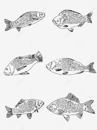 Check spelling or type a new query. Gambar Gambar Garis Hitam Dan Putih Yang Digambar Tangan Dari Ikan Mas Crucian Ikan Carassius Auratus Lukisan Tangan Png Dan Vektor Dengan Latar Belakang Transparan Untuk Unduh Gratis
