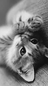 Chaton Black White Sevimli Kedi Yavrulari Sevimli Hayvan Yavrulari Sevimli Kediler