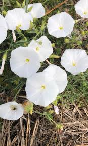 Image result for Convolvulus goyderi