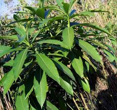 Image result for Rauvolfia afra