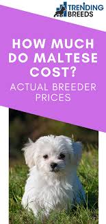 How much does a maltese shih tzu cost? Pin On I 3 Dogs