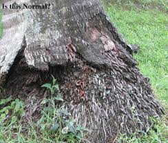 One, queen palms are native to brazil (tropics). Normal Abnormalities In Palm Trees Hernando Sun