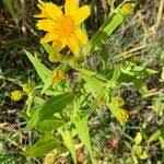 Image result for Guizotia scabra