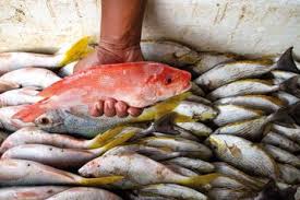 Perhatikan Inilah Daftar Ikan Dengan Kandungan Merkuri Rendah Hingga Tinggi Semua Halaman Intisari