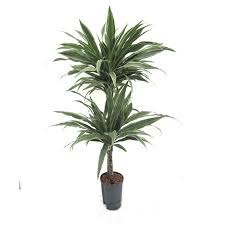 Drachenblutbaum (dracaena draco) drachenbaum, dracaena, gattung der mäusedorngewächse in tropischen und subtropischen gebieten afrikas und australiens. Dracaena Deremensis Weissgruner Drachenbaum Hydroshop24