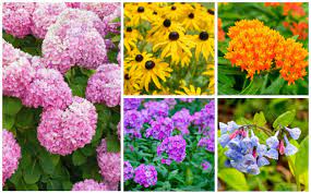 We did not find results for: 15 Perfect Minnesota Perennials Garden Lovers Club