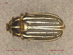 Image result for Polystachya cribbiana